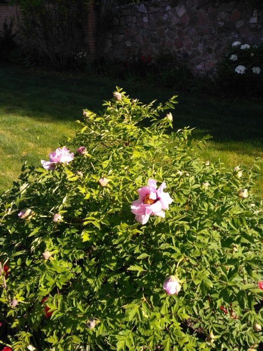 Трёхлетние Саженцы древовидного пиона