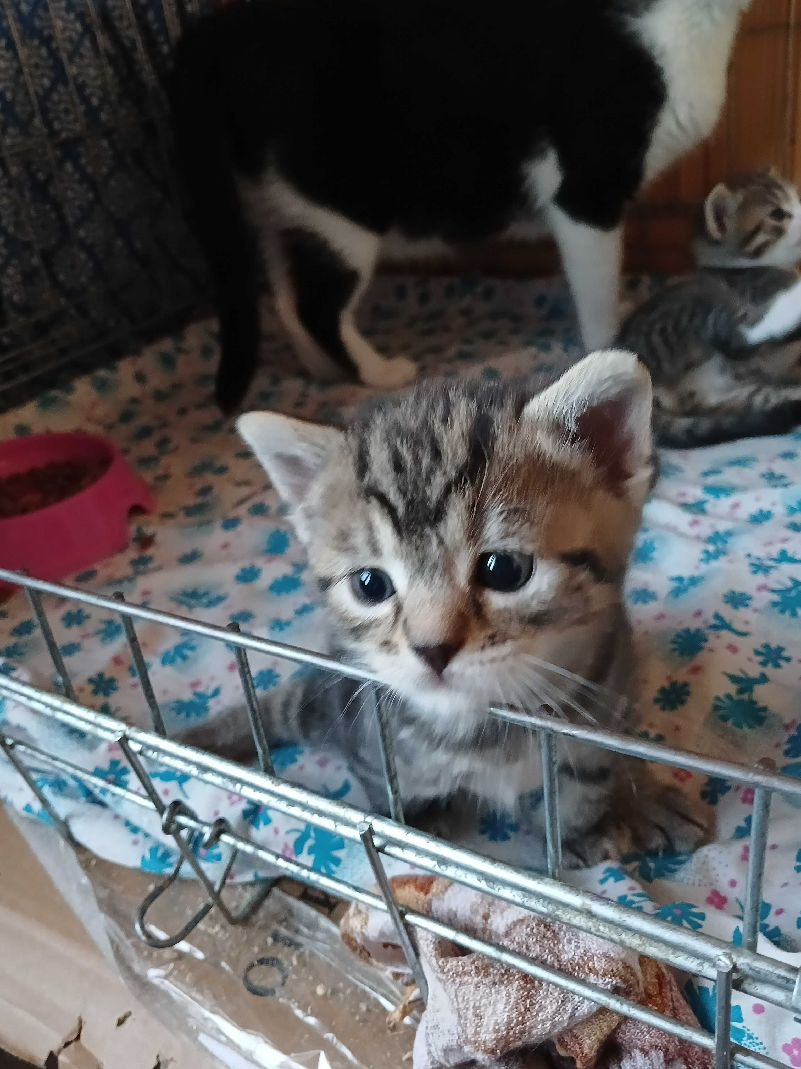 Мраморный котенок - девочка, маленькая кошка