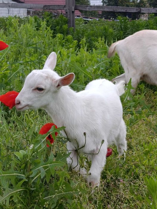 Цапики та козочки різного віку та різних батьків