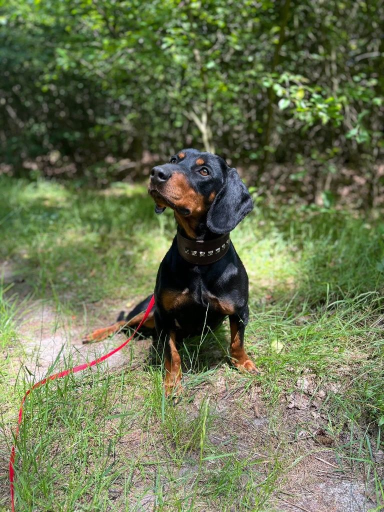 Tamarka w typie gończego do adopcji