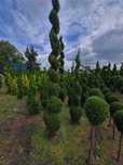 Thuja SZMARAGD Spirala 2,20m-2.80!!!