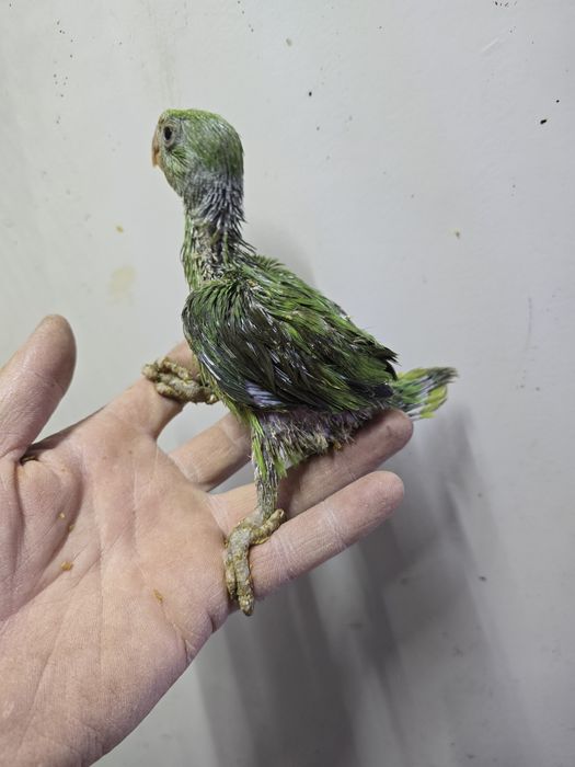 Ring Neck demosticados