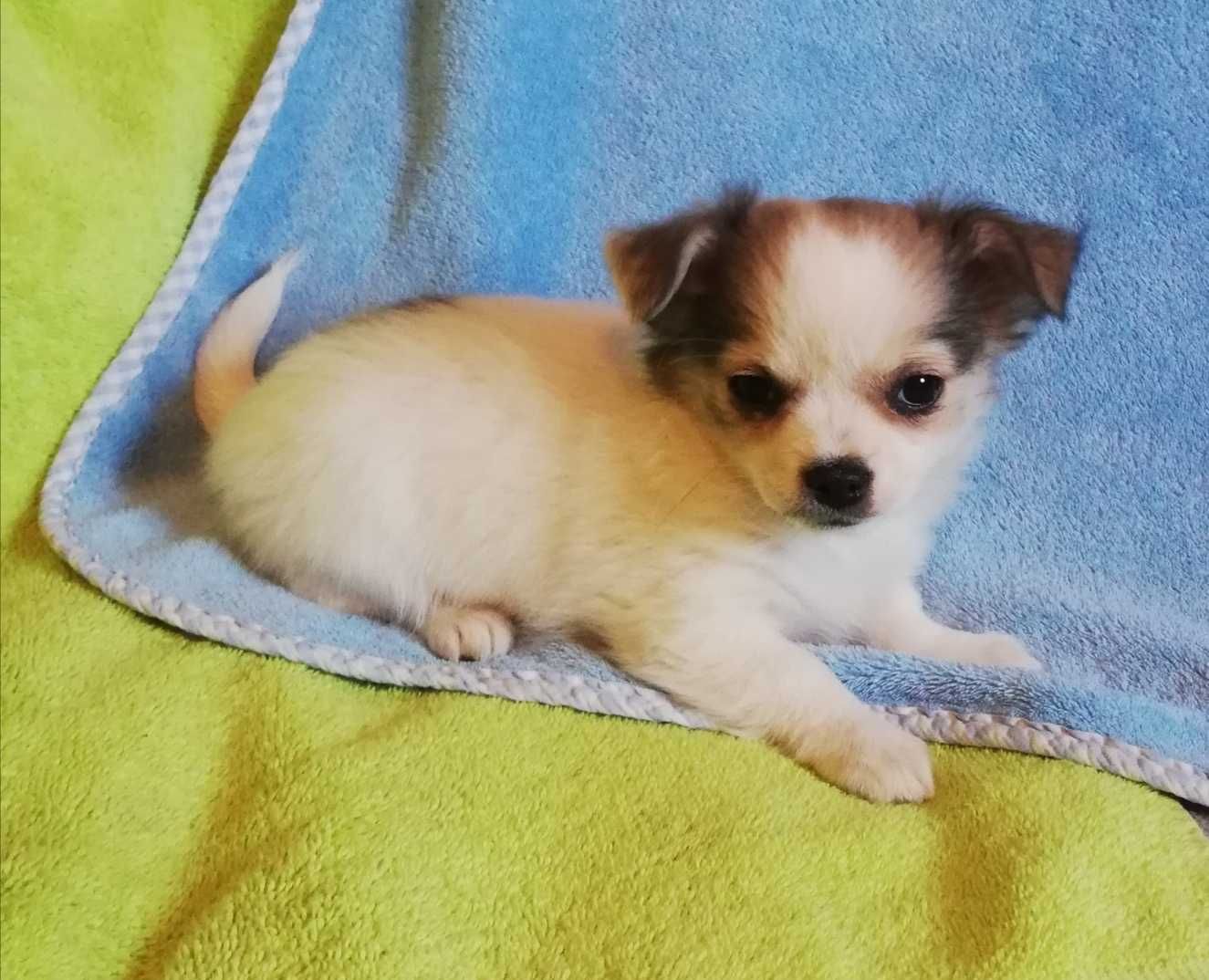 Chihuahua dziewczynka długowłosa