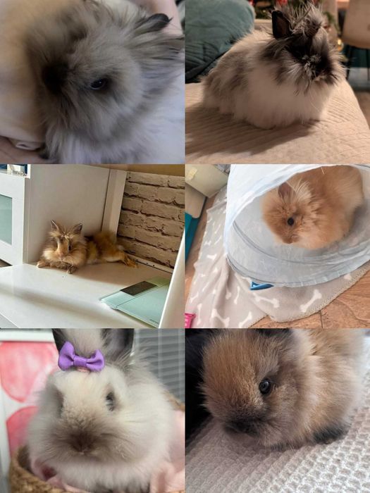 Królik Karzełek Teddy Królik Miniaturka Króliczek Króliczki