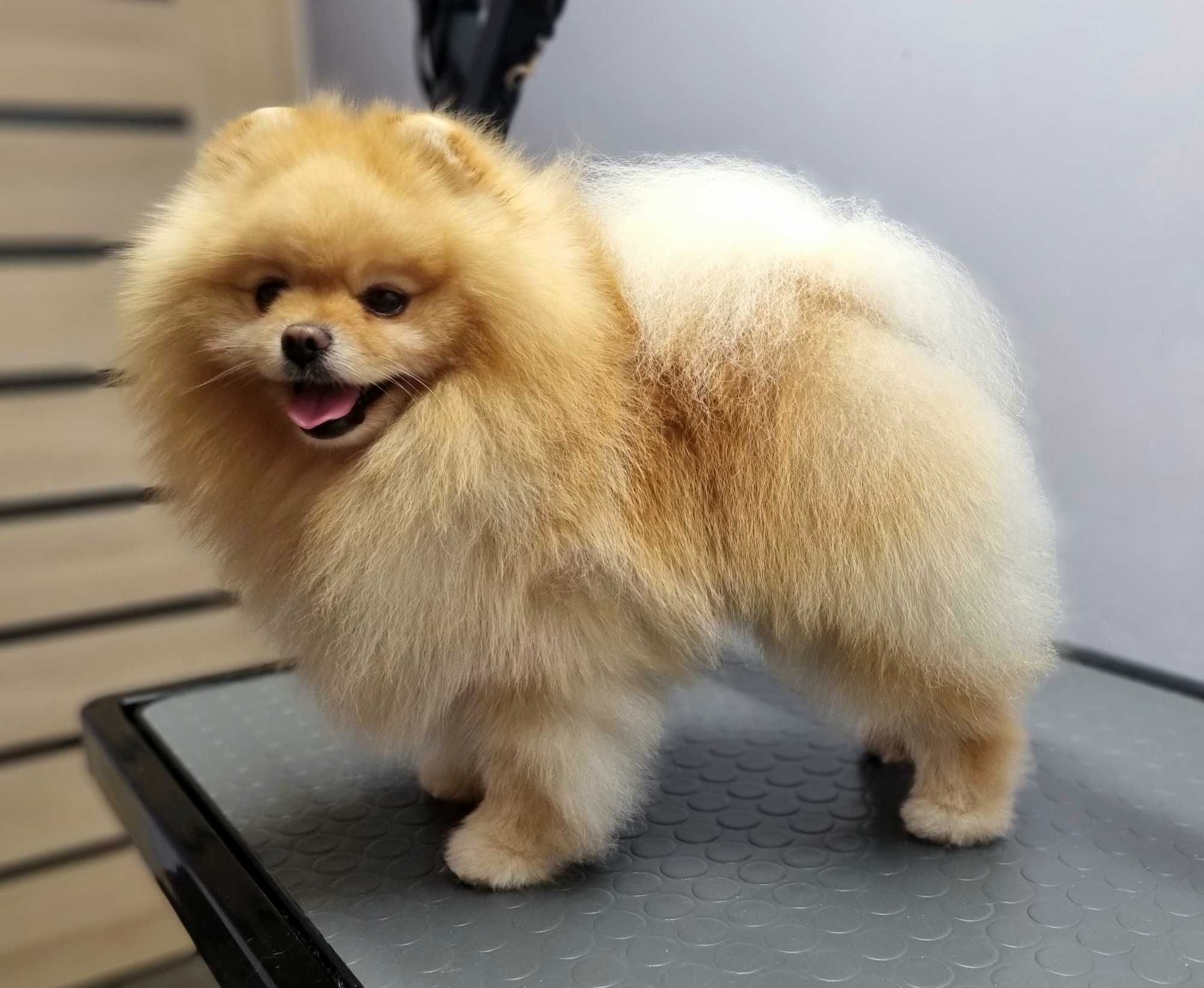 Szpic Miniaturowy Pomeranian Reproduktor Krycie
