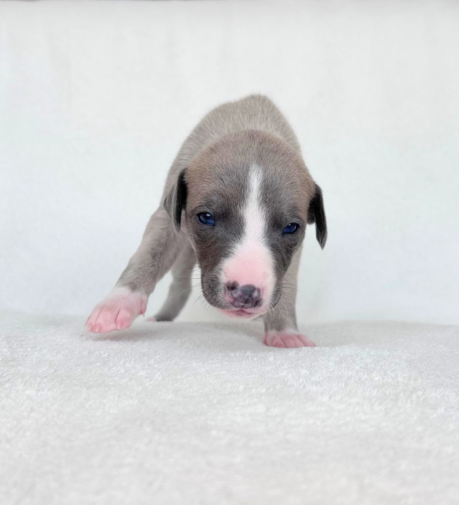 Whippet chart angielski