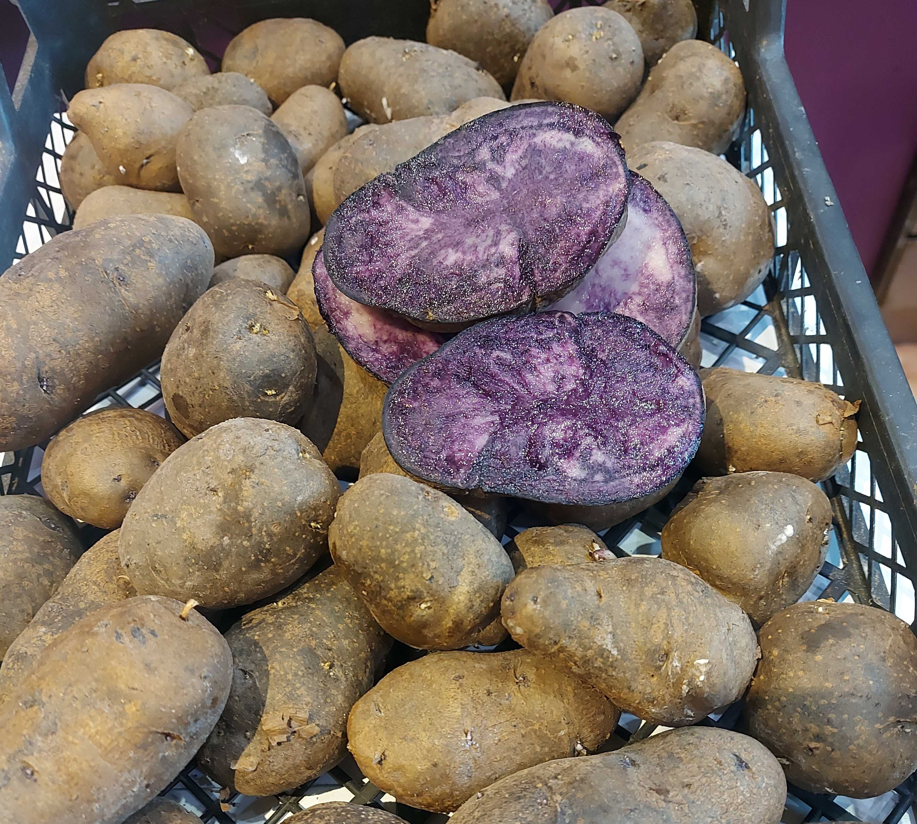 Картопля Солоха, фіолетова
