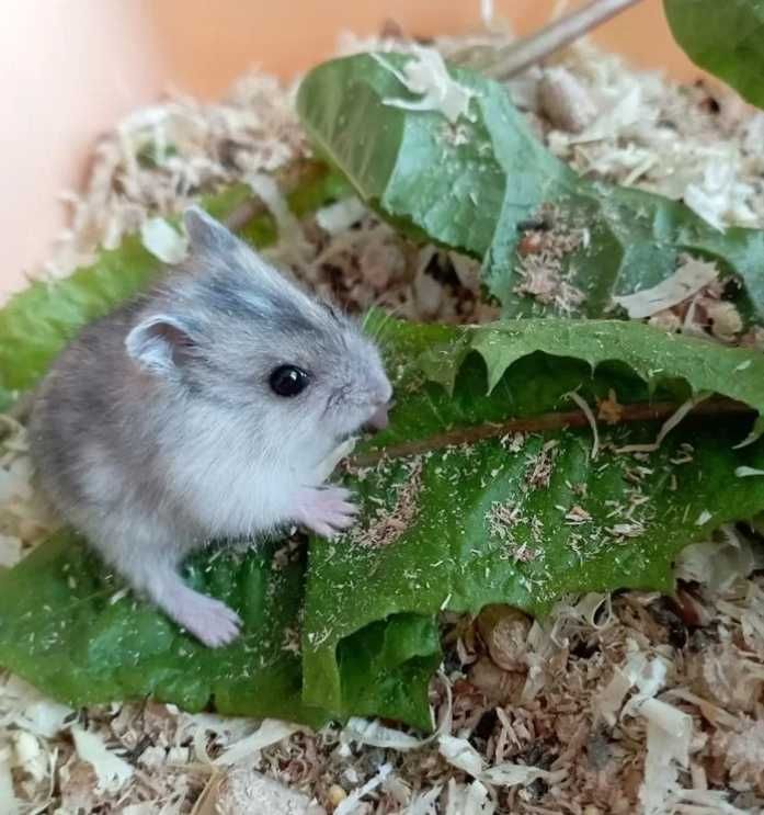 хомяк з маленькоі породи