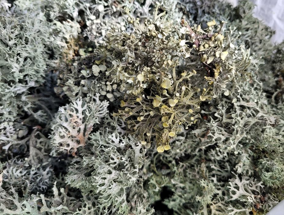 gałązki z mchem i szyszki, mech z szyszkami artykuły plastyczne