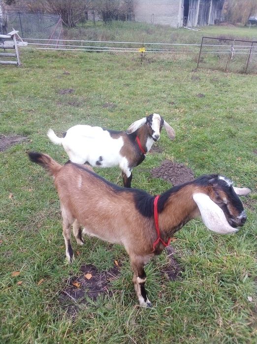 Kozioł Koziołek 80% an