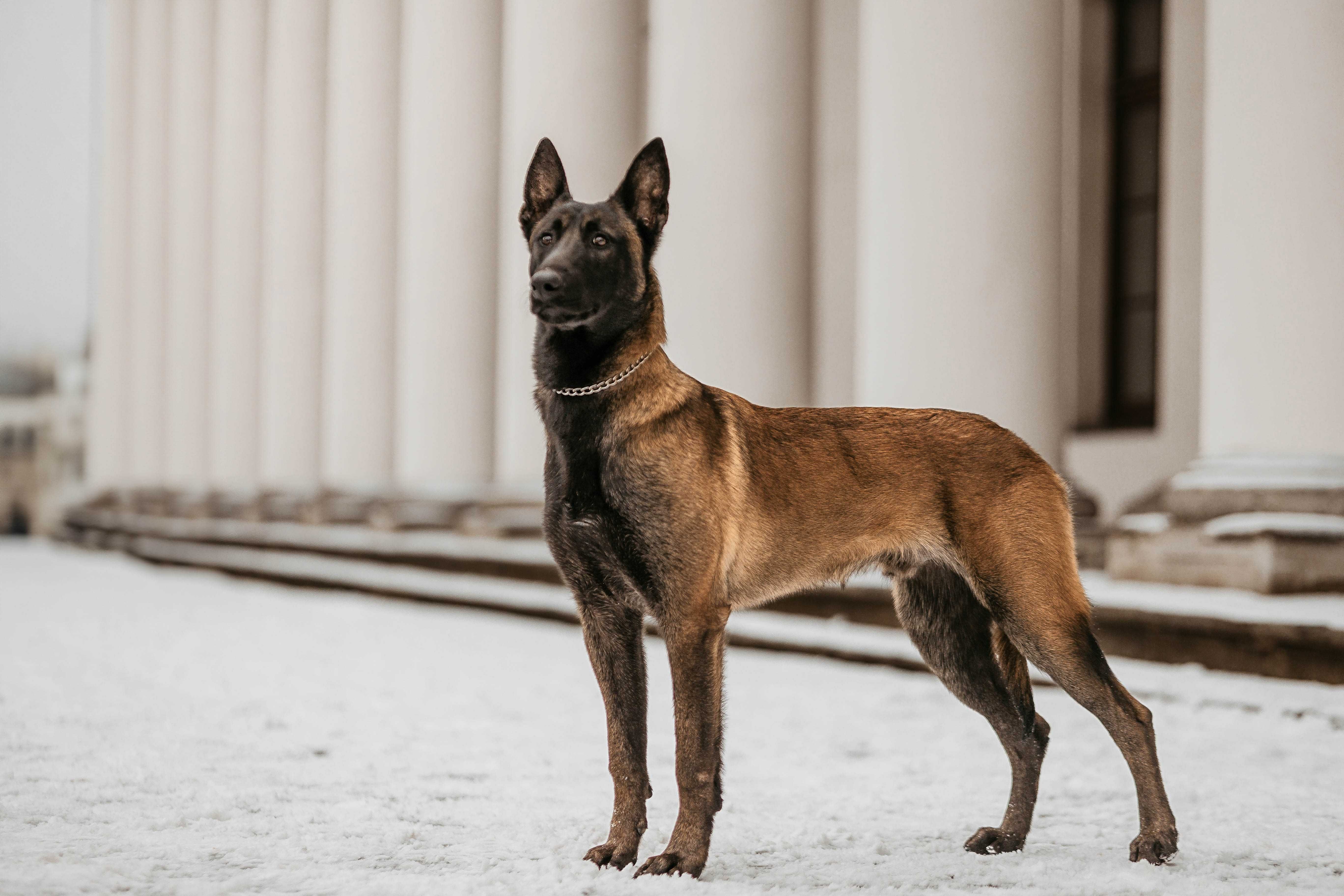 Owczarek Belgijski Malinois - Pies 13 miesięcy