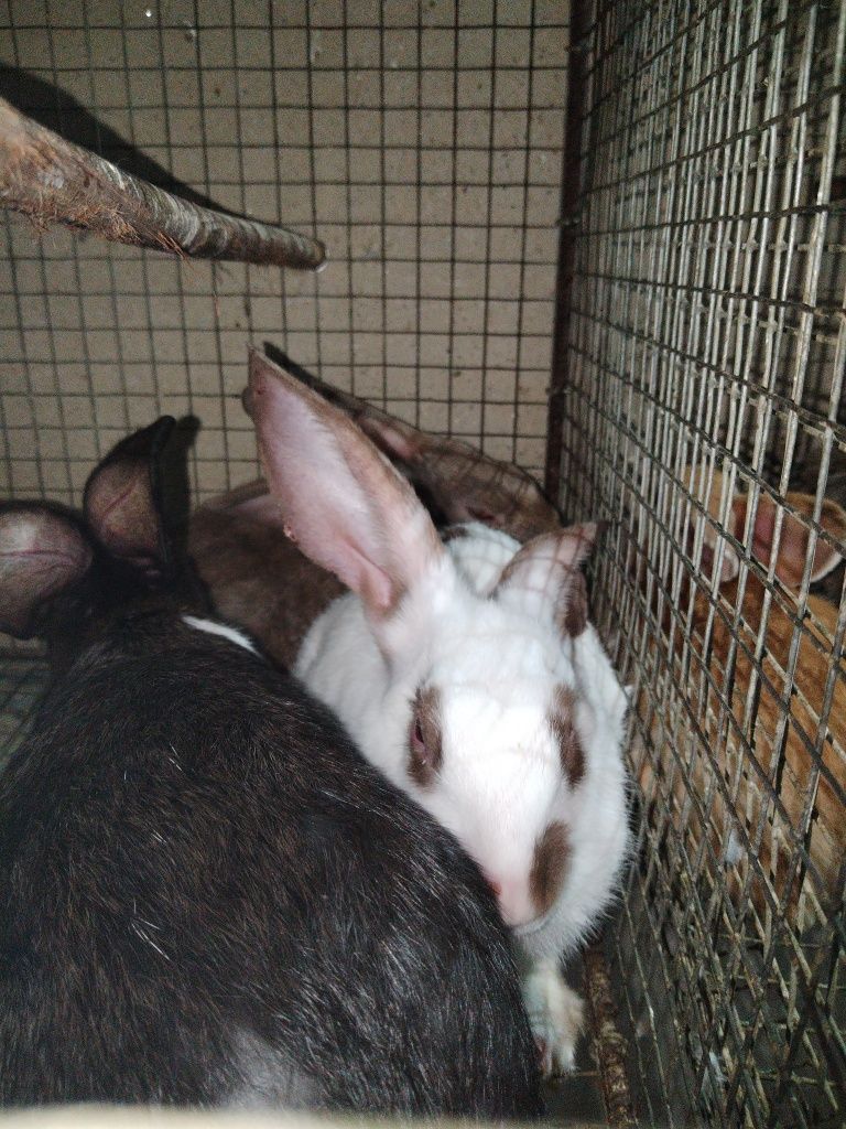 Coelhos machos /fêmeas