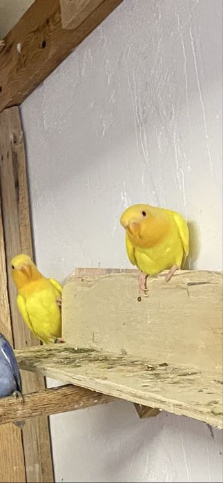 Agapornis Roseicollis