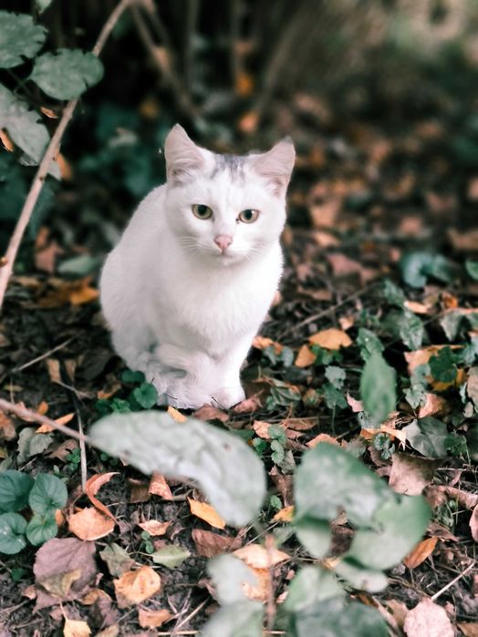Білі котики шукають домівку