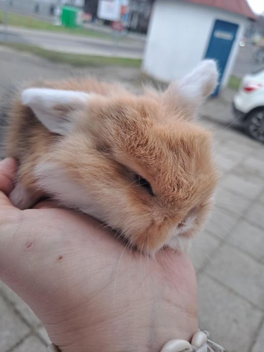 Królik mini lop, minaturka
