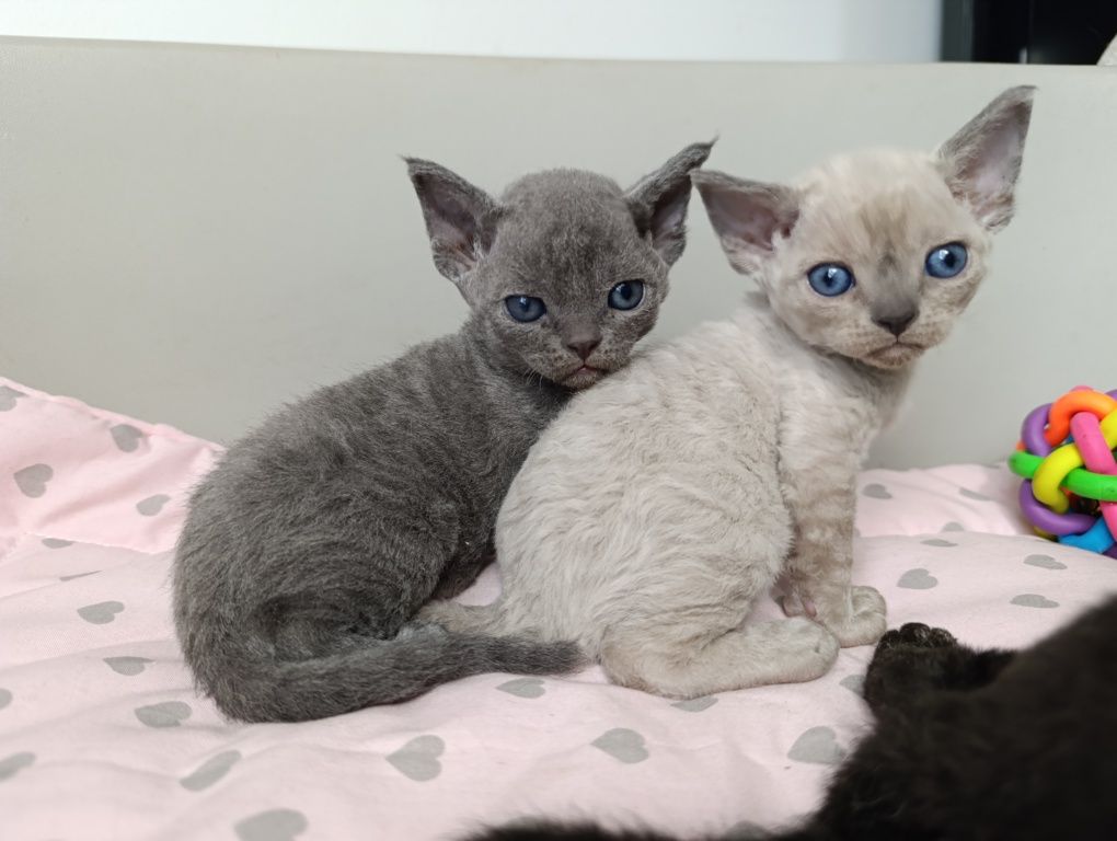 Kotka Devon rex point niebieski rodowód FPL