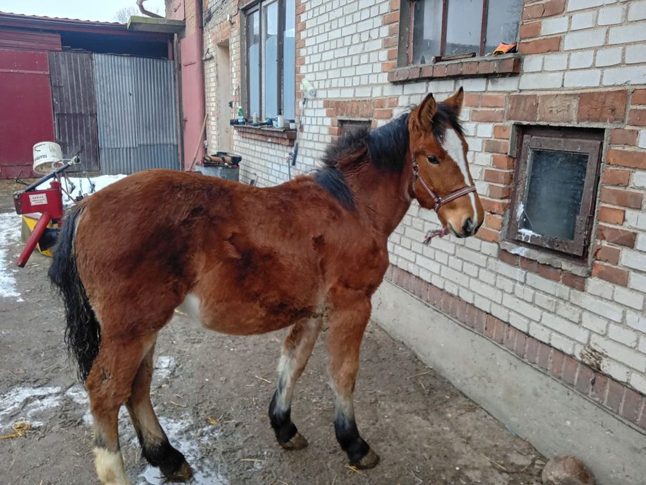 Sprzedam Zrębice zimnokrwistą