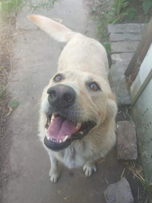 Отдам даром в добрые руки собачек