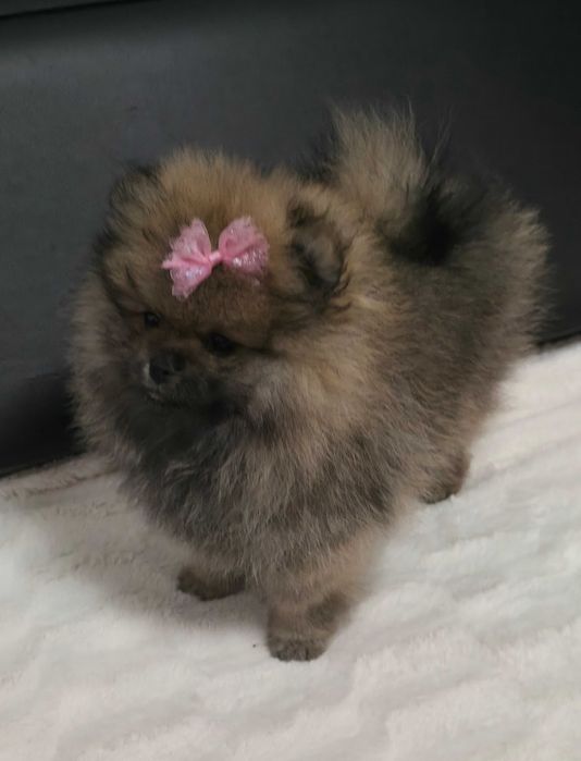 Piękna suczka Pomeranian szpic miniaturowy