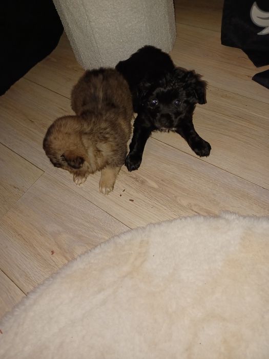 Chihuahua mix szpic szczeniaczki