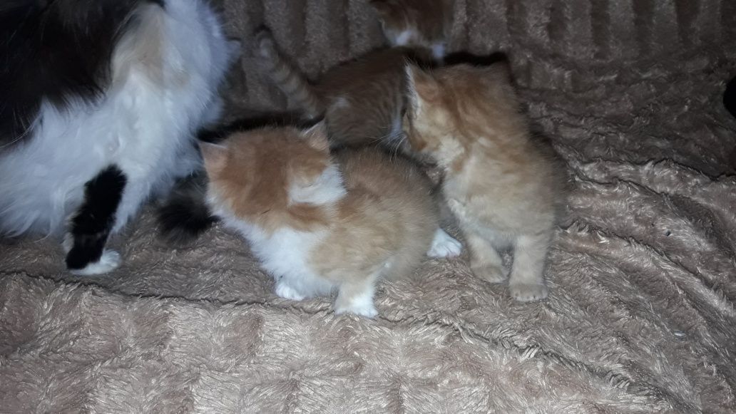 Котики кошенятя рижики кіт киця