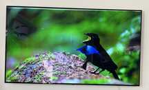 Telewizor LG OLED 65 CV7