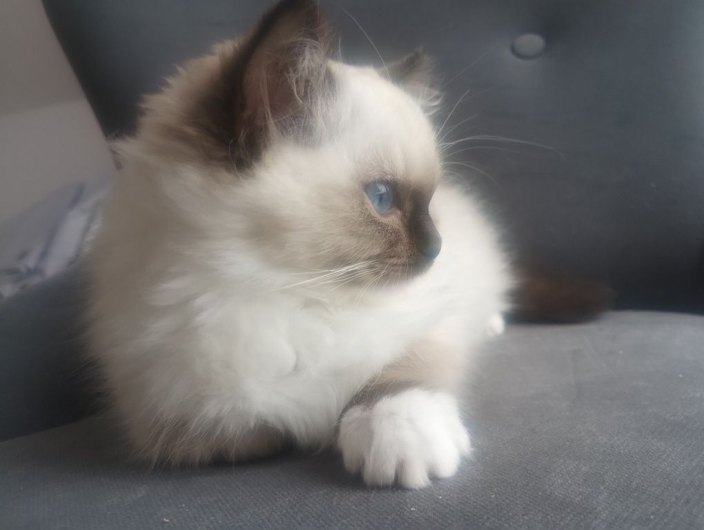 Piękna Kotka RAGDOLL
