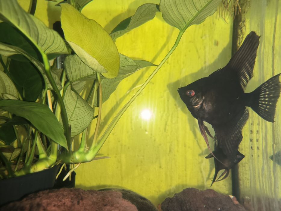 Escalar Negro - Possíveis Casais