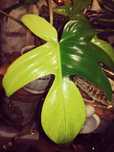 Philodendron Florida Ghost Mint Variegata NOWA monstera RZADKI filoden