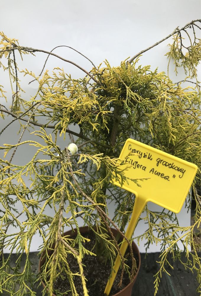 Cyprysik groszkowy Filifera Aurea