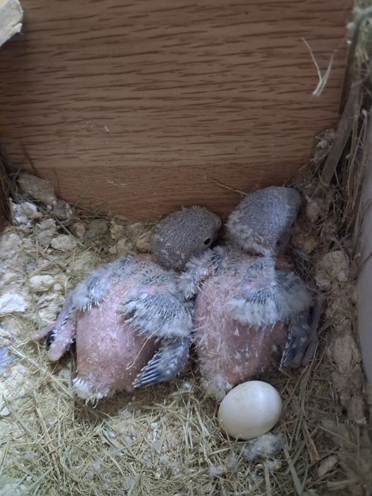 Agapornis p/criar a mão