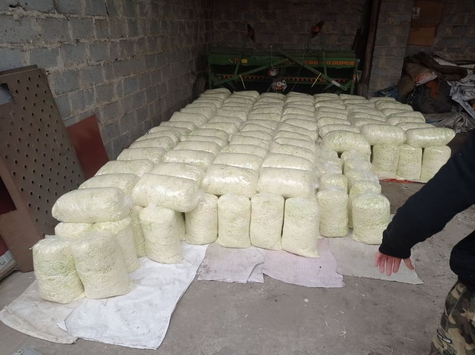 Kapusta szatkowana ,siekana Agresor,Kamienna głowa.