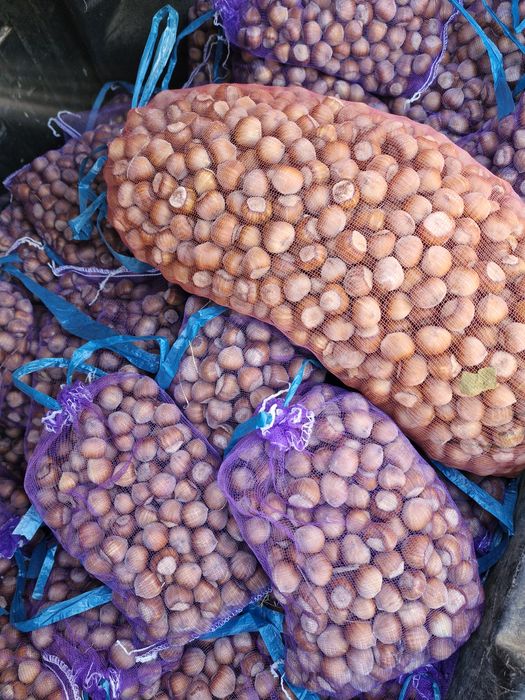 Фундук. Свіжий урожай.   Мед.  Фісташка.  Горіх