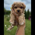 Maltipoo maltidodle samiec red Badania paszport wyprawka
