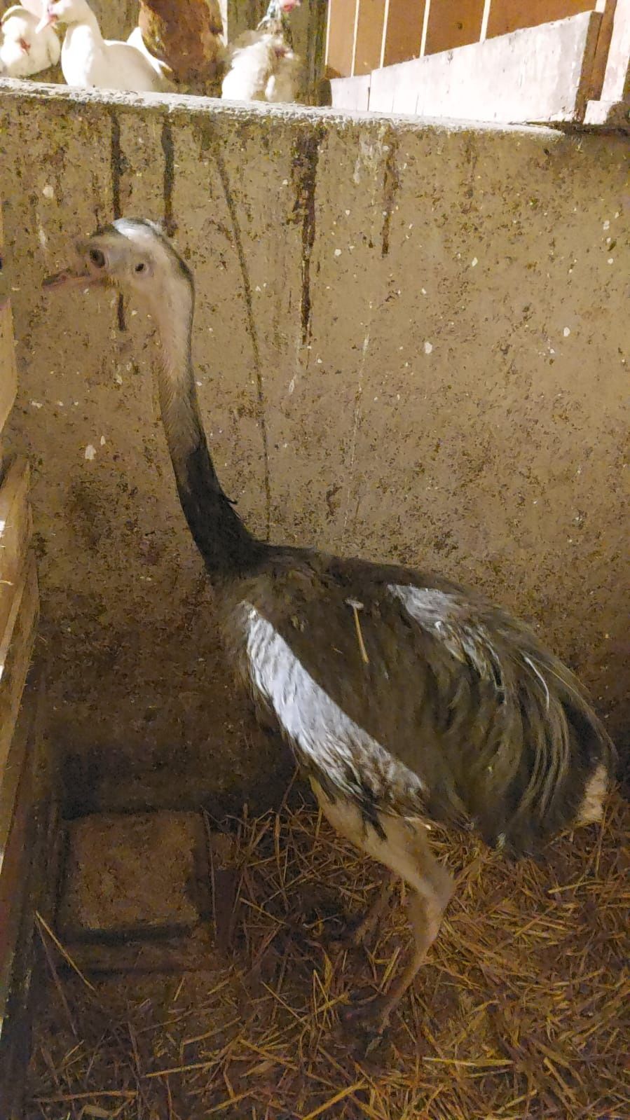 Nandu tegoroczne