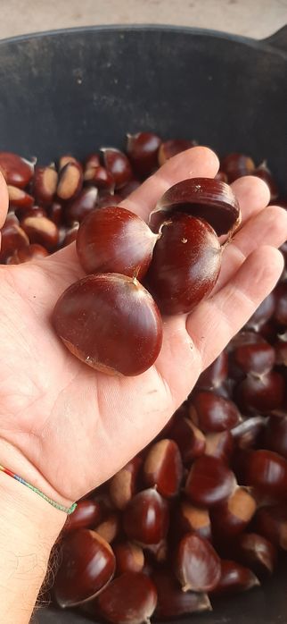 Castanha de qualidade Amarelal
