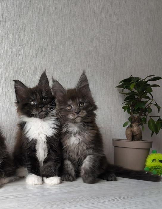 Мейн кун  котята !