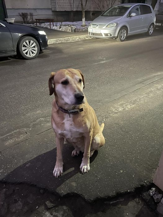 Замечена собака, основа