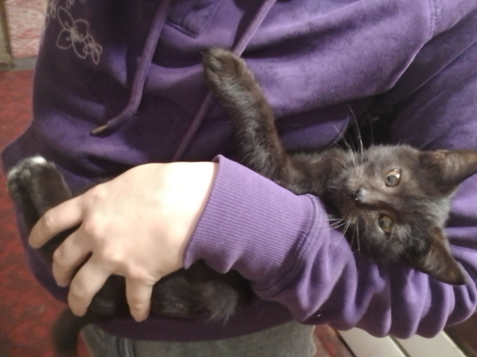 Котёнок в хорошие руки