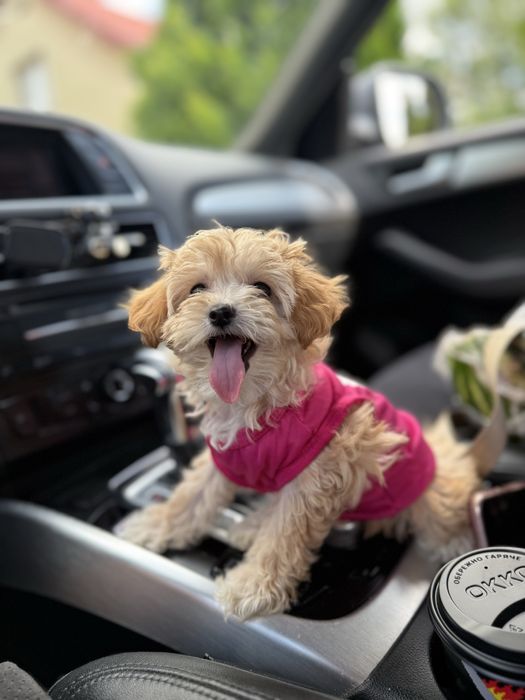 VIP мальтипу чіп паспорт