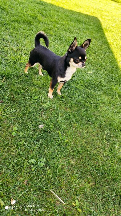 Reproduktor chihuahua ZKwP FCI