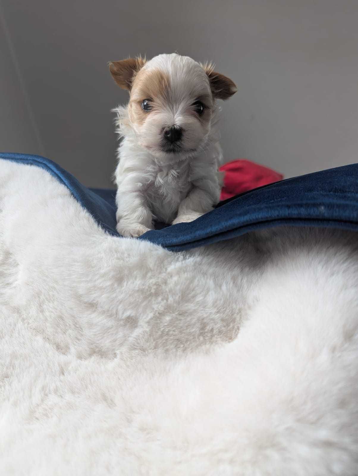 Piękny chłopiec Golddust Yorkshire Terrier po cudownych rodzicach