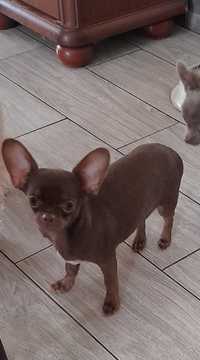 Chihuahua czekoladowy piesek Coffi