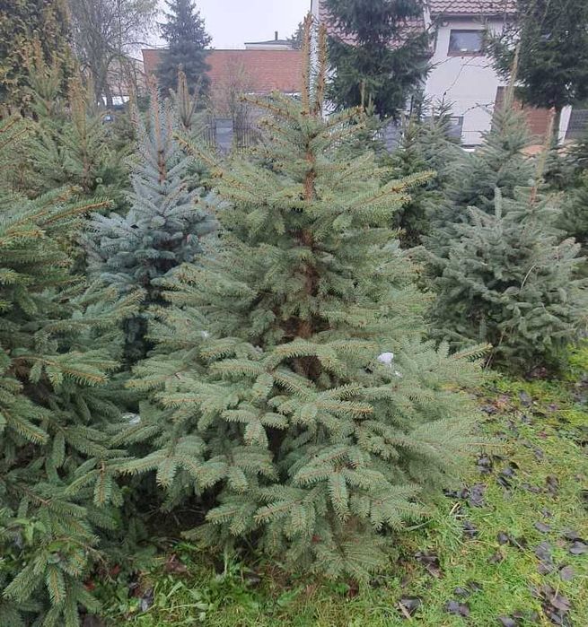 Choinka choinki świerk pospolity i srebrny jodła kaukaska
