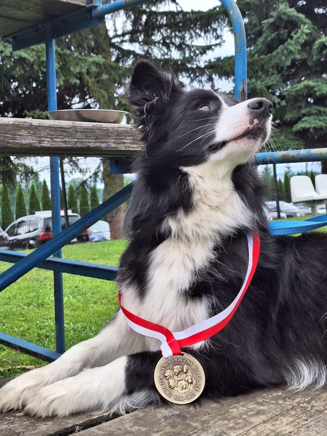 Border Collie FCI, suczka