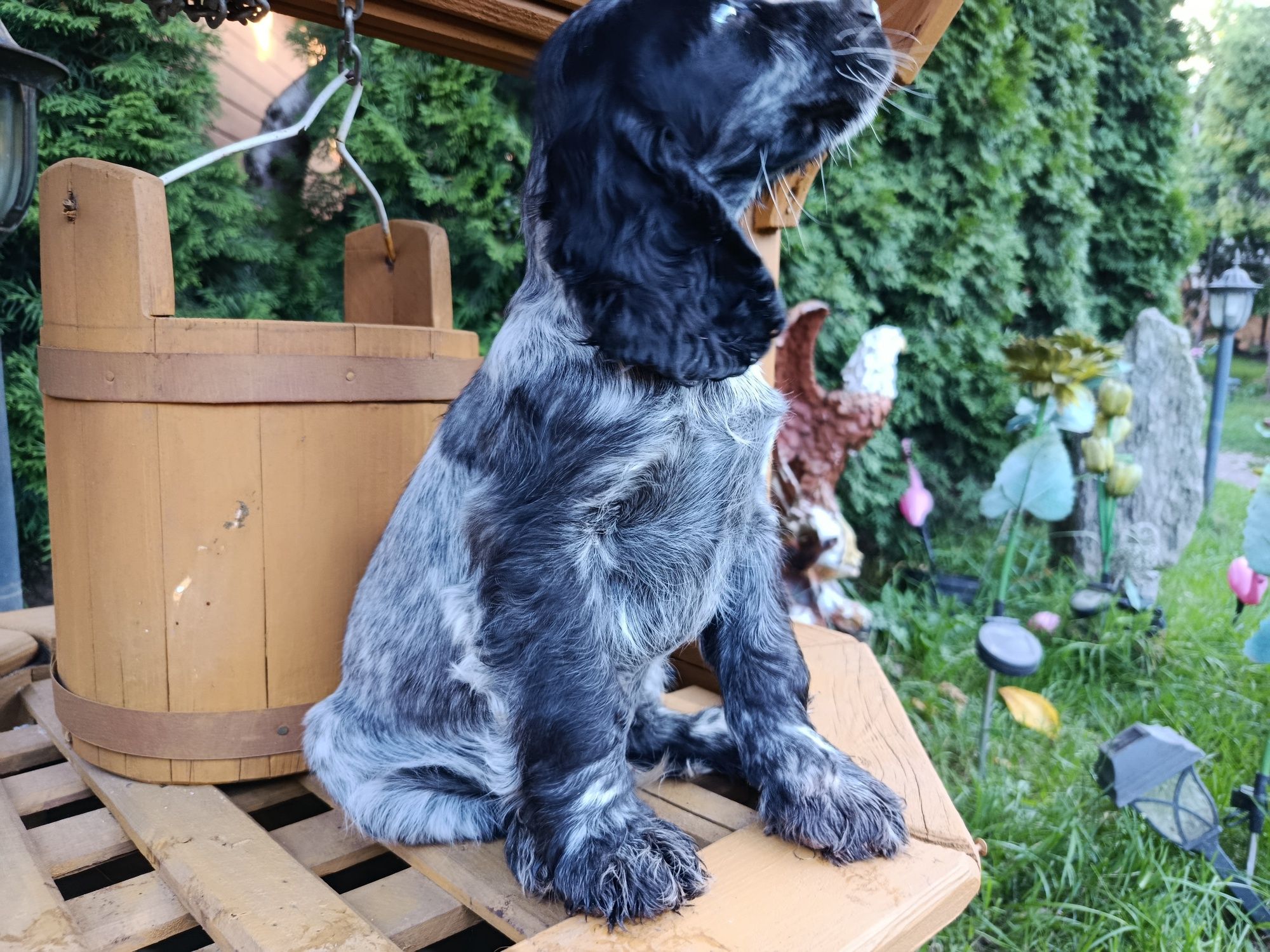 Cocker Spaniel angielski Piesek Rodowód