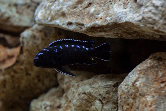 Pseudotropheus sp. elongatus neon spot.Pyszczaki z Malawi.