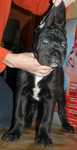 Cane corso szczenie FCI (ZKwP)