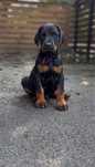 Doberman FCI szczenięta