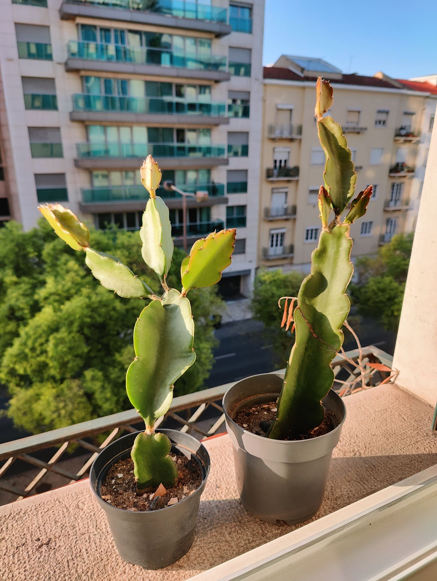 Mudas de Pitaya enraizadas